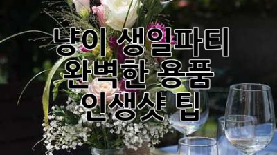냥이 생일파티! 완벽한 용품 & 인생샷 팁